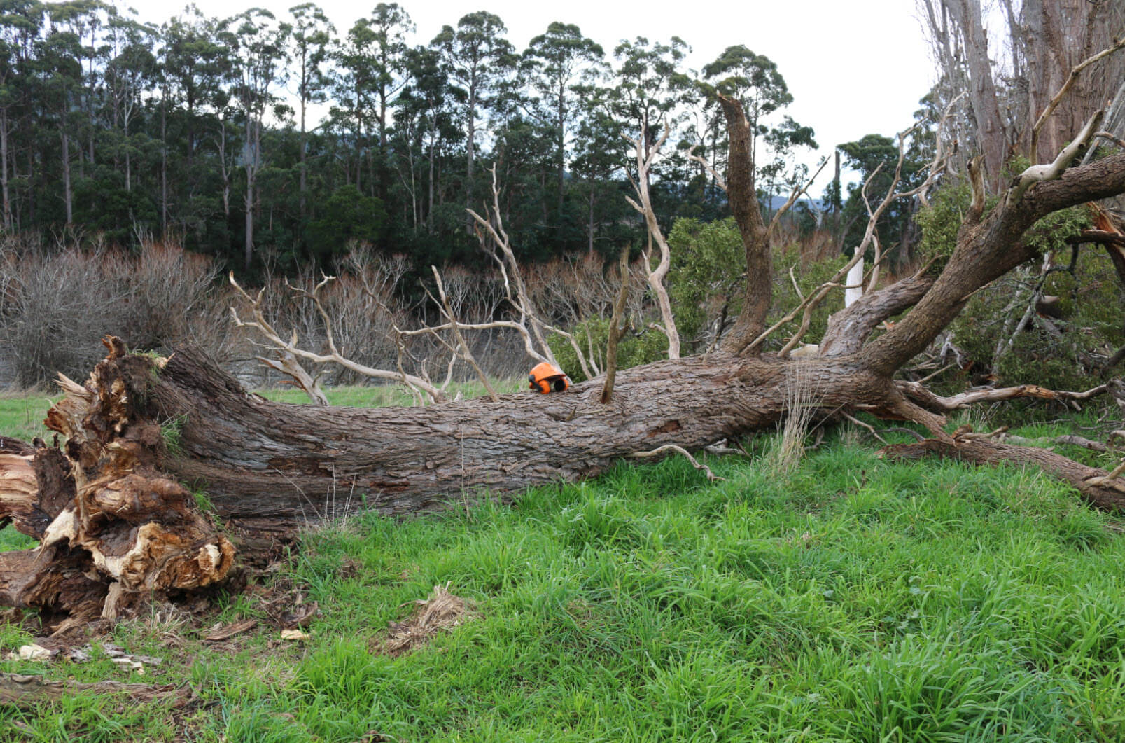 Wind-blown Blackwood Tasmanian Wood